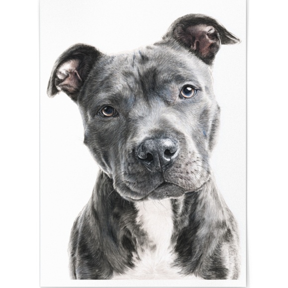 American Grey Pit Bull Terrier Watercolor Wall Art Print Poster - Unframed - Picture 2 of 5